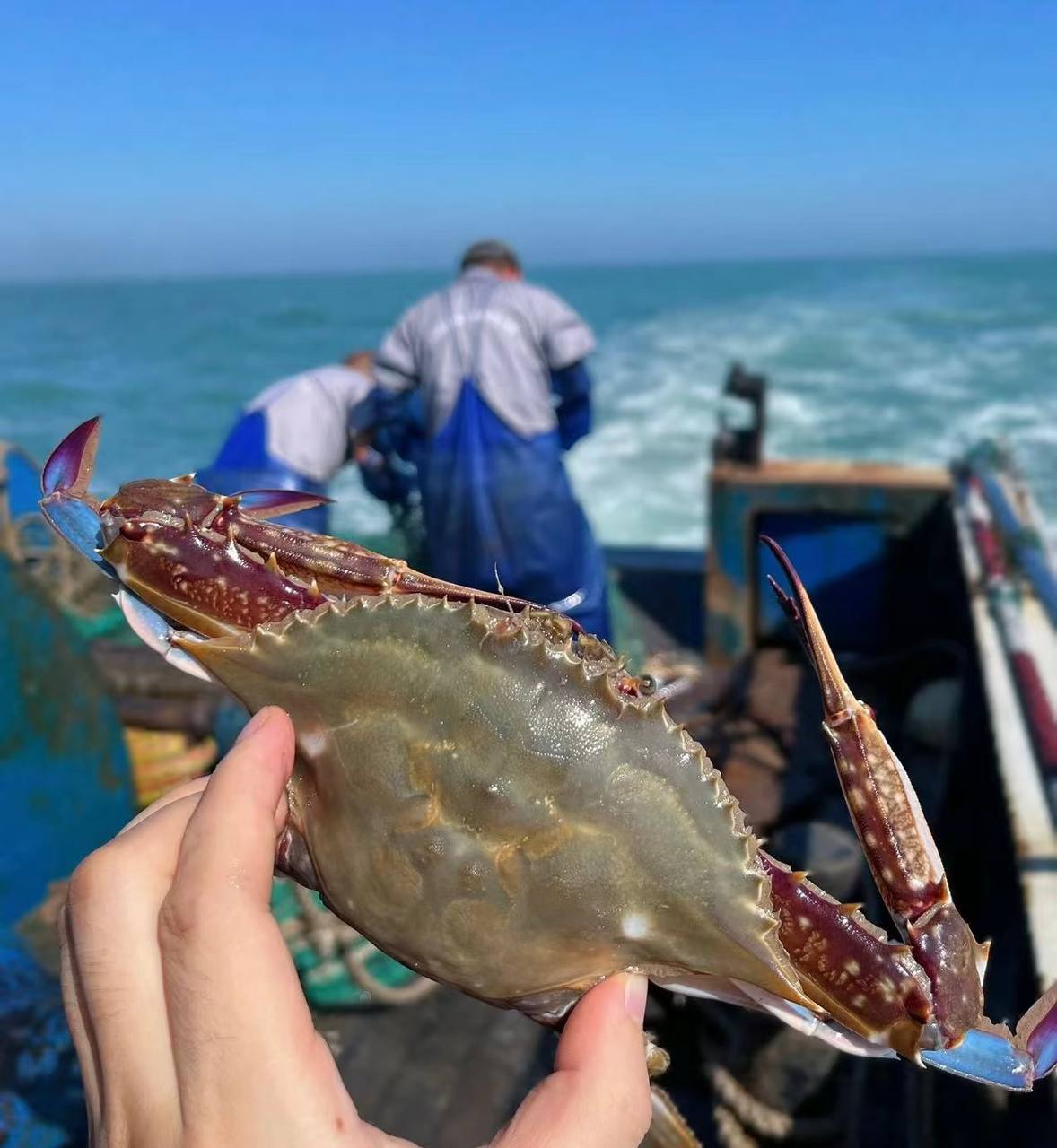 Superior Jumbo Swimming Crab: Bursting with Rich, Creamy Roe and Tomalley