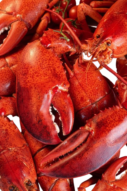 Giant kg-Grade Lobster Claw | Super Thick & Juicy | Premium Seafood Singapore - Only S$9.90