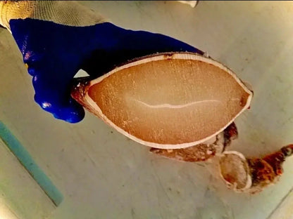 Giant kg-Grade Lobster Claw | Super Thick & Juicy | Premium Seafood Singapore - Only S$9.90