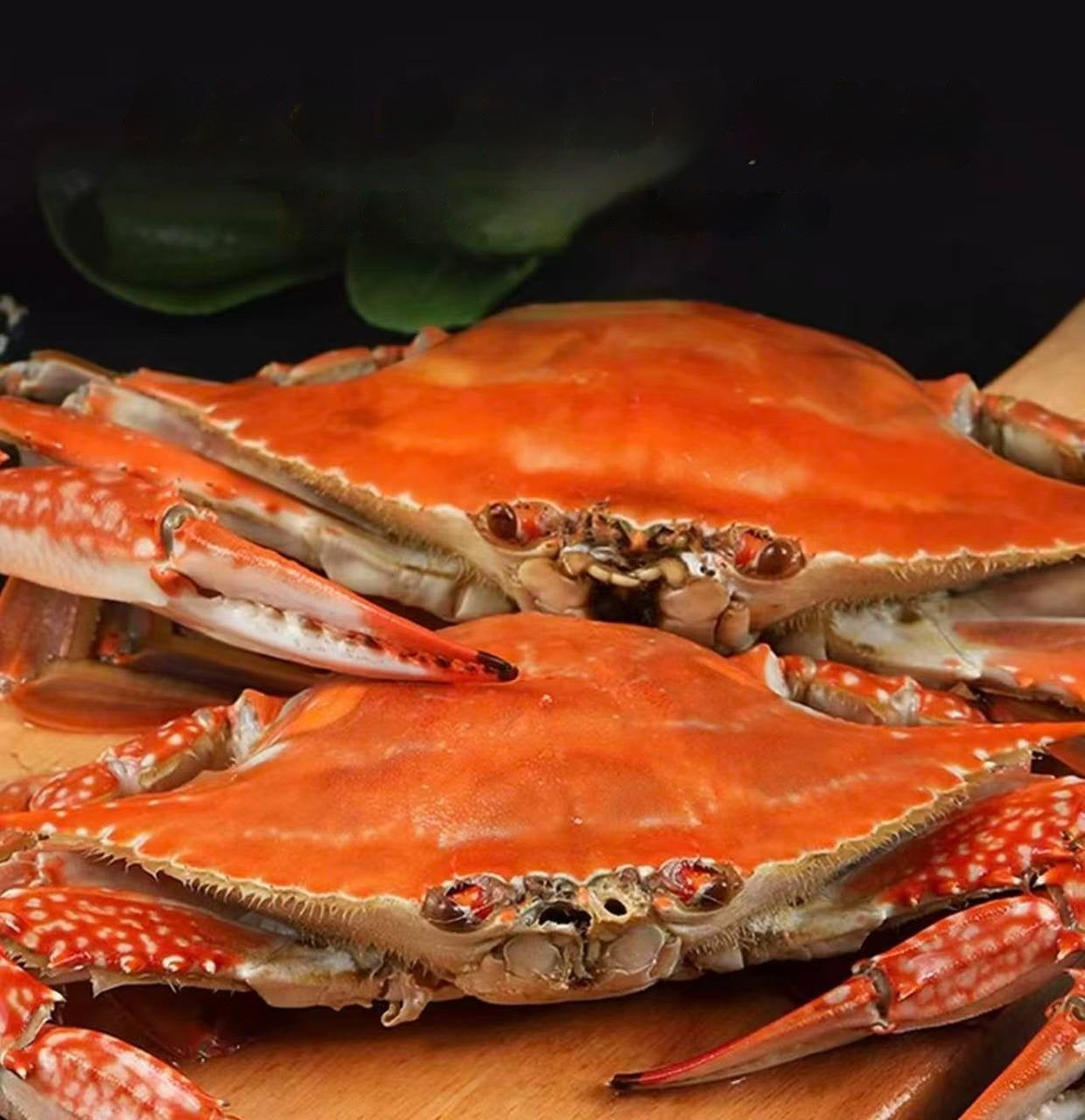 Superior Jumbo Swimming Crab: Bursting with Rich, Creamy Roe and Tomalley